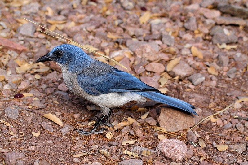 Mexican Jay 2011_07_15_1540.JPG